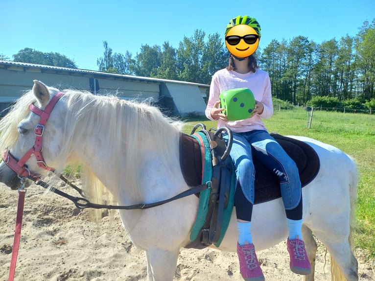 Andalusian Mix Mare 12 years 13,1 hh Grey in Rostock