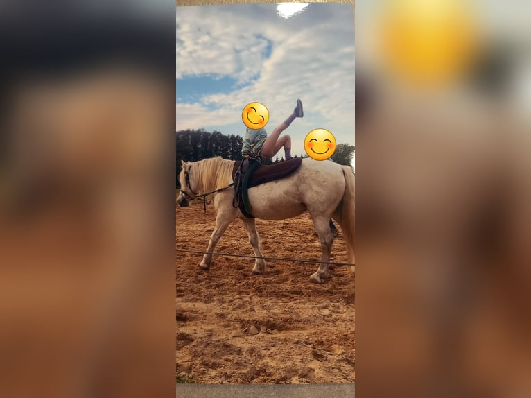Andalusian Mix Mare 12 years 13,1 hh Grey in Rostock