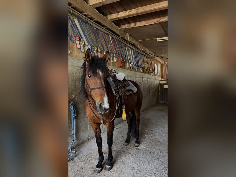 Andalusian Mix Mare 12 years 14.2 hh  in Mickhausen