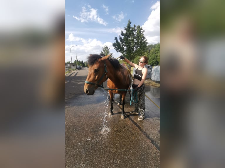 Andalusian Mix Mare 12 years 14,1 hh Brown in Langenfeld