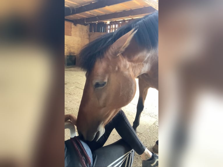 Andalusian Mix Mare 12 years 14,1 hh Brown in Langenfeld