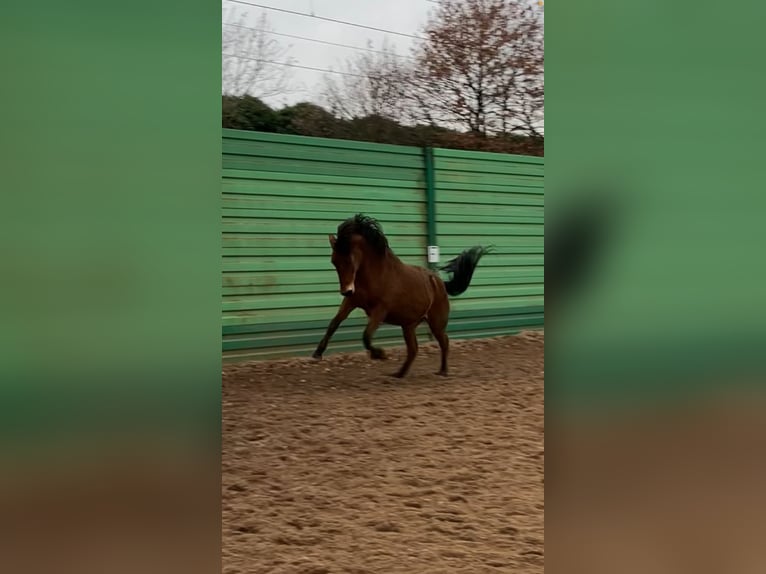 Andalusian Mix Mare 12 years 14,1 hh Brown in Langenfeld