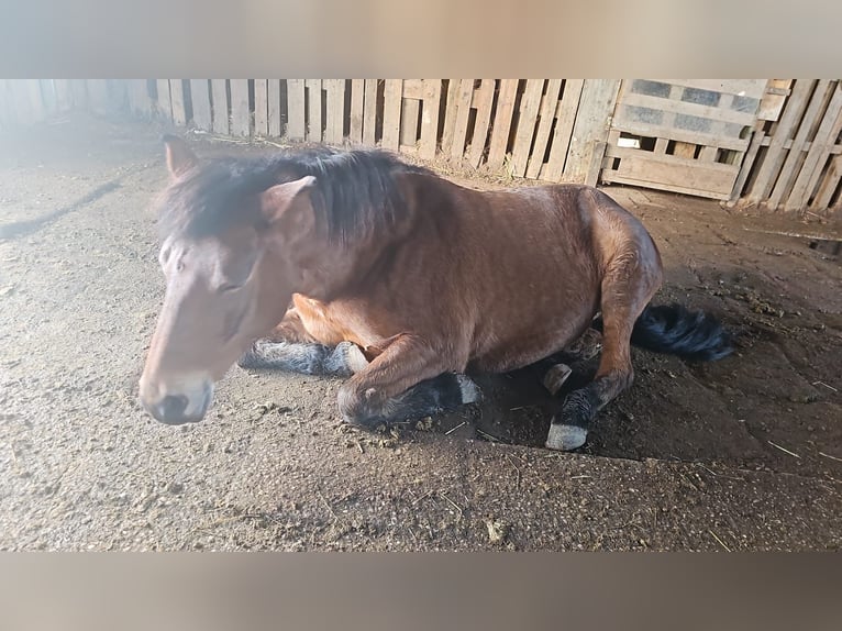 Andalusian Mix Mare 12 years 14,1 hh Brown in Langenfeld