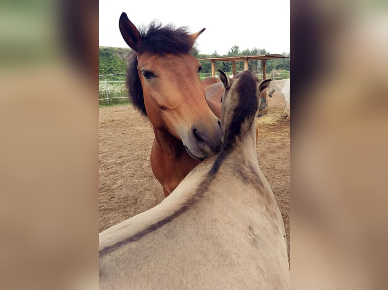 Andalusian Mix Mare 12 years 14,1 hh Brown in Langenfeld