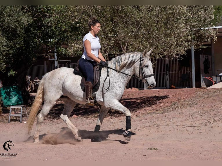 Andalusian Mare 12 years 15,1 hh Gray in Valencia