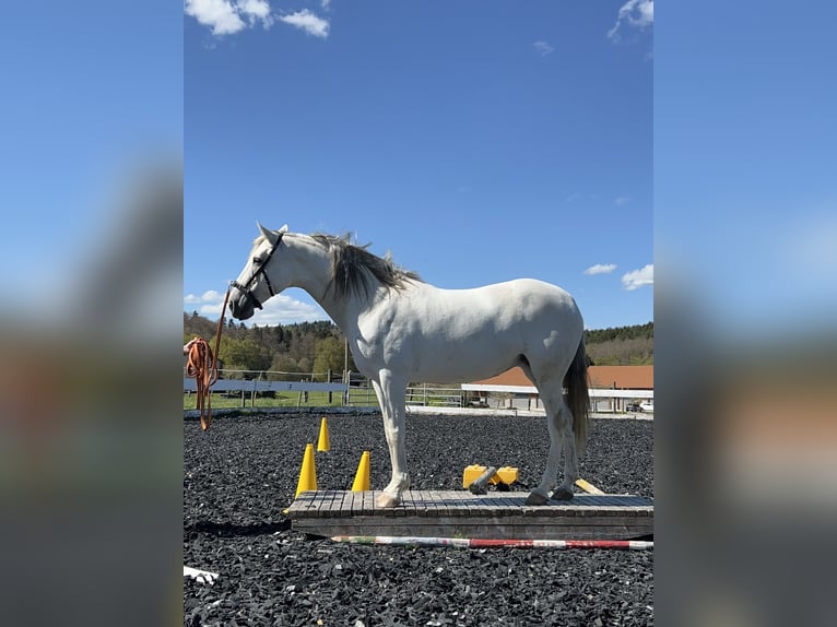 Andalusian Mare 12 years 15,1 hh Gray in Münsingen