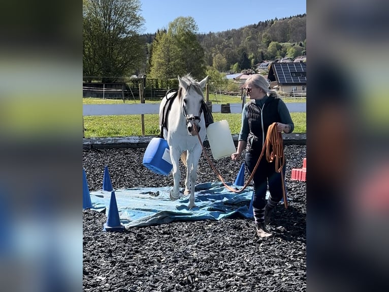 Andalusian Mare 12 years 15,1 hh Gray in Münsingen