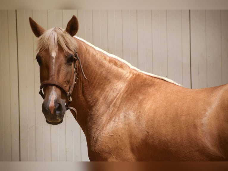 Andalusian Mare 12 years 15,1 hh Palomino in Assesse