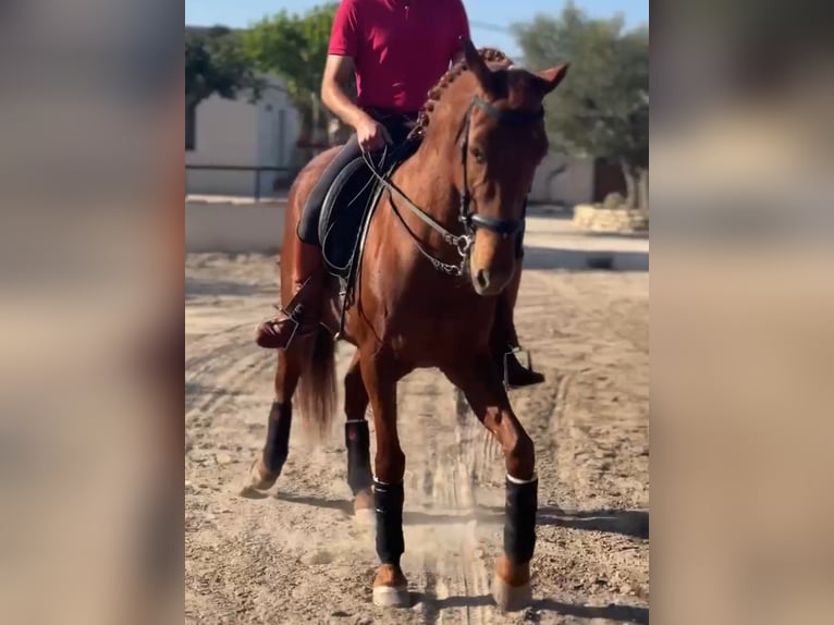 Andalusian Mare 12 years 15,2 hh Chestnut-Red in Martfeld