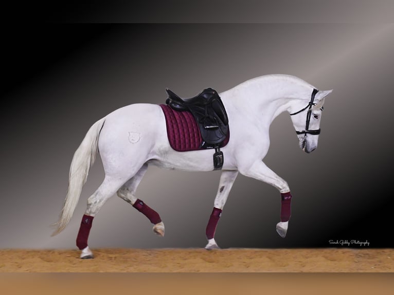 Andalusian Mare 12 years 15,2 hh White in Oelwein, IA