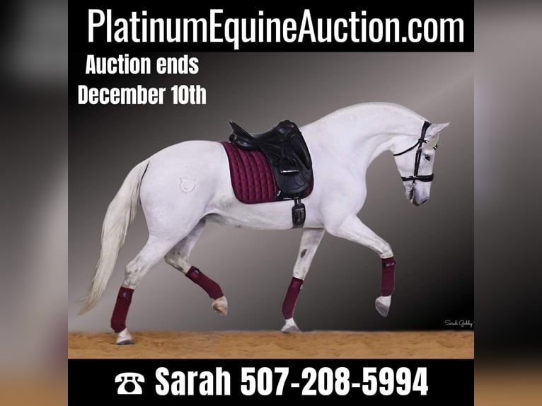 Andalusian Mare 12 years 15,2 hh White in Oelwein, IA