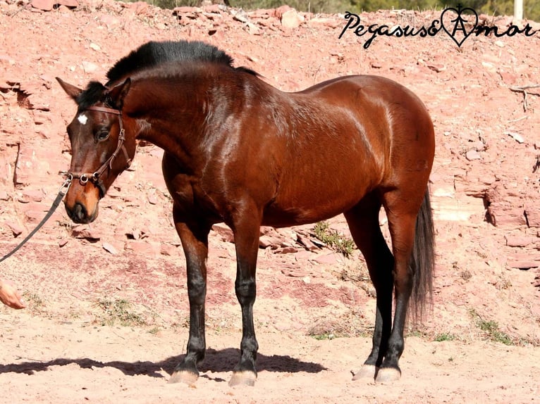 Andalusian Mare 12 years 15,3 hh Brown in Valencia