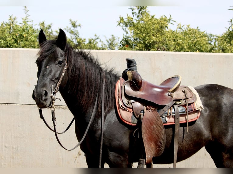Andalusian Mix Mare 12 years 15 hh Black in Valencia