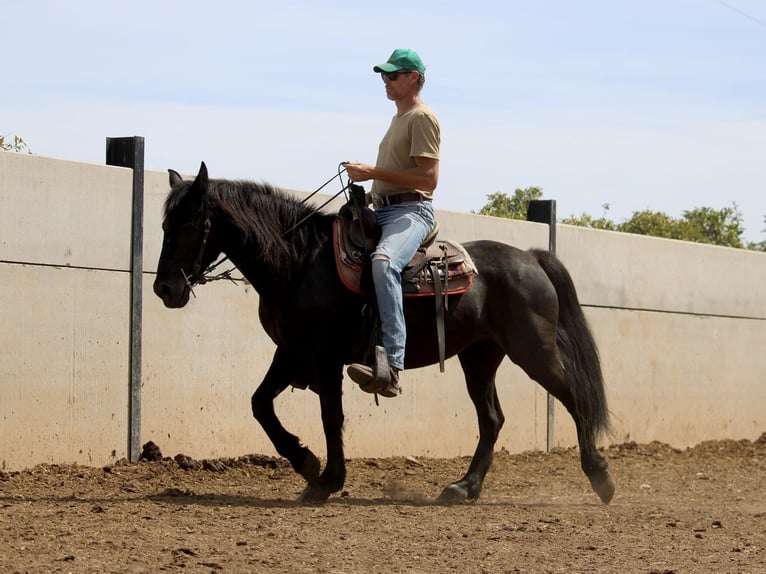 Andalusian Mix Mare 12 years 15 hh Black in Valencia