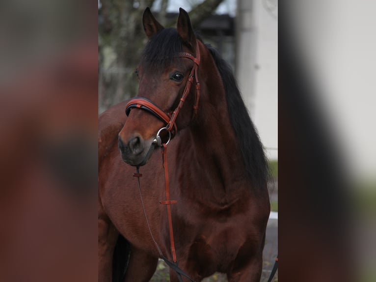 Andalusian Mare 12 years 15 hh Brown in Schwäbisch Gmünd