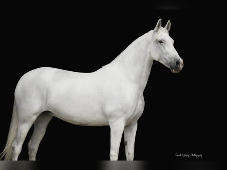 Andalusian Mare 12 years 15 hh White in Aberdeen