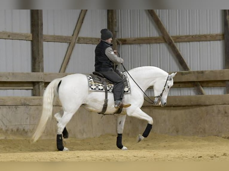 Andalusian Mare 12 years 15 hh White in Aberdeen