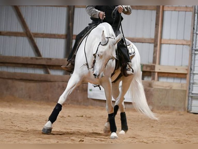 Andalusian Mare 12 years 15 hh White in Aberdeen