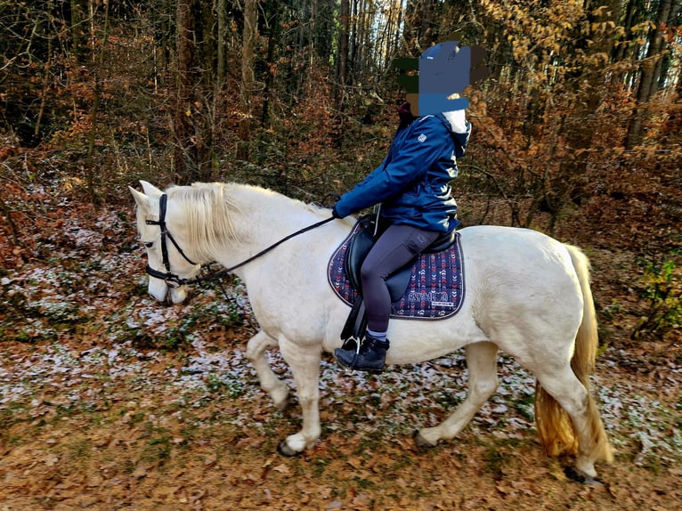 Andalusian Mare 12 years 15,1 hh Grey in Glauchau