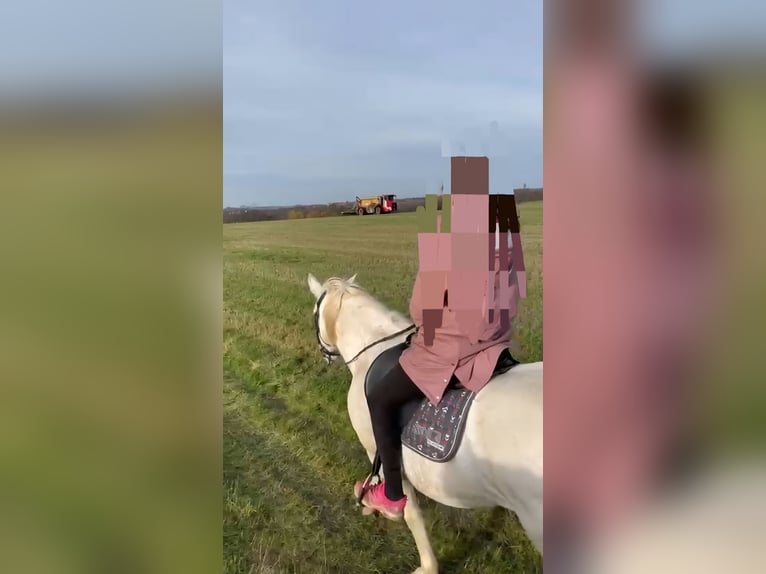 Andalusian Mare 12 years 15,1 hh Grey in Glauchau