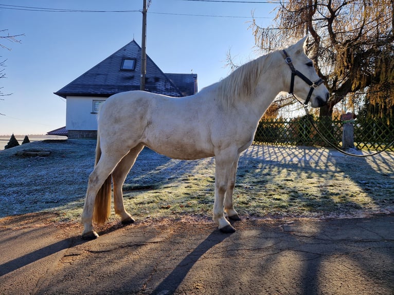 Andalusian Mare 12 years 15,1 hh Grey in Glauchau