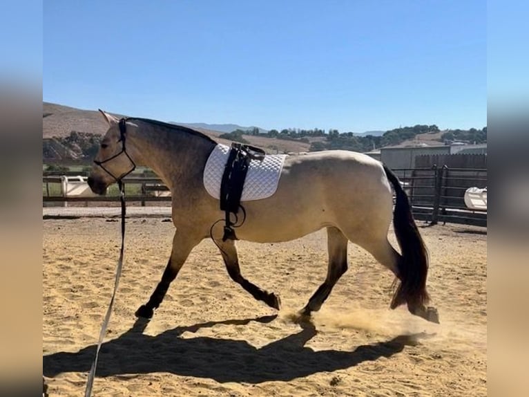 Andalusian Mare 12 years 16,3 hh Buckskin in Los Olivos