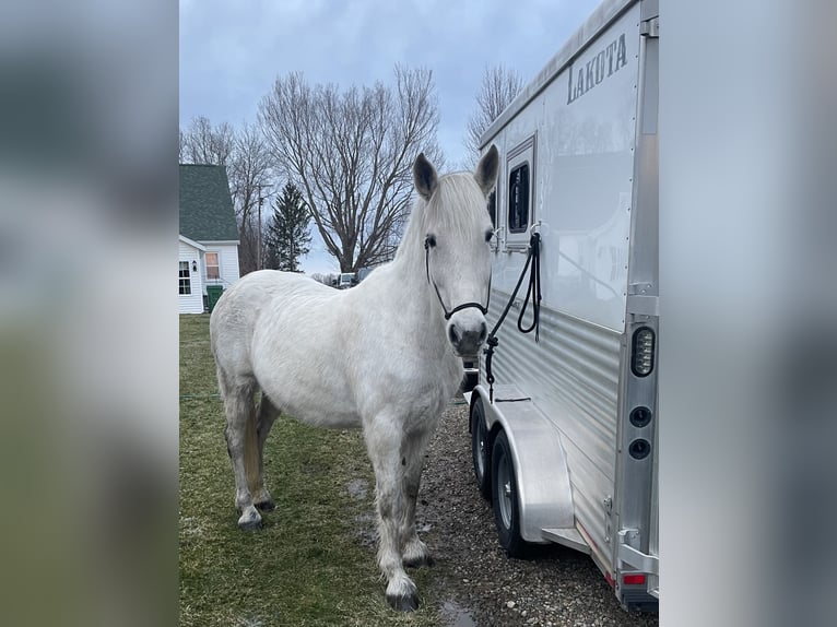 Andalusian Mix Mare 12 years 16 hh Gray in Fulton