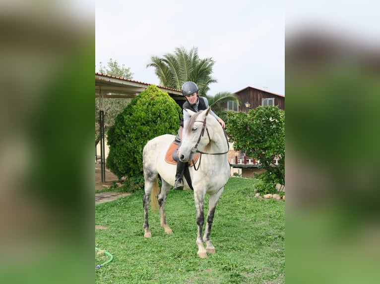 Andalusian Mare 12 years 16 hh Gray-Dapple in Lardero