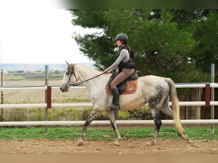 Andalusian Mare 12 years 16 hh Gray-Dapple in Lardero