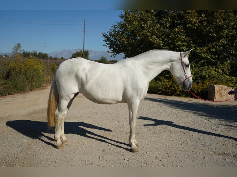 Andalusian Mare 12 years 16 hh White in Corona, CA