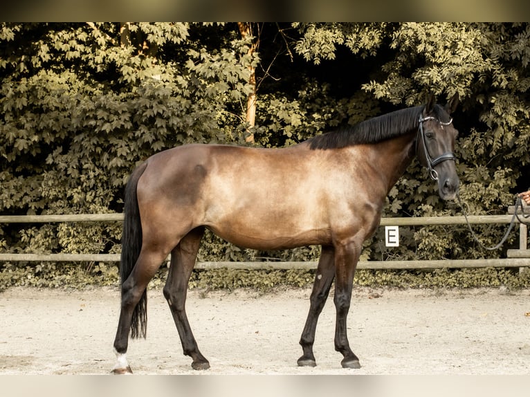 Andalusian Mix Mare 12 years 17 hh Black in K&#xF6;ln