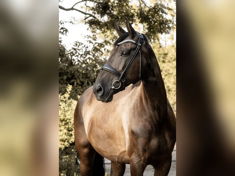 Andalusian Mix Mare 12 years 17 hh Black in K&#xF6;ln
