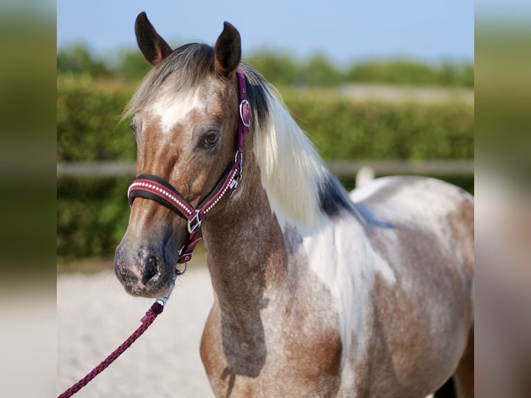 Andalusian Mare 13 years 14,2 hh Red Dun in Neustadt (Wied)