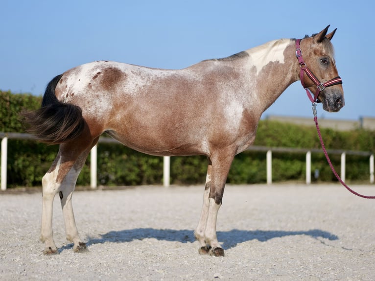 Andalusian Mare 13 years 14,2 hh Red Dun in Neustadt (Wied)