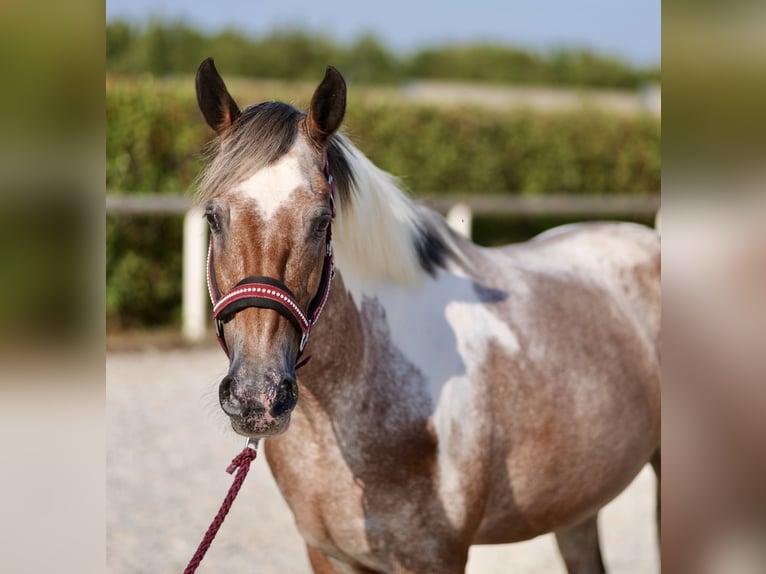 Andalusian Mare 13 years 14,2 hh Red Dun in Neustadt (Wied)