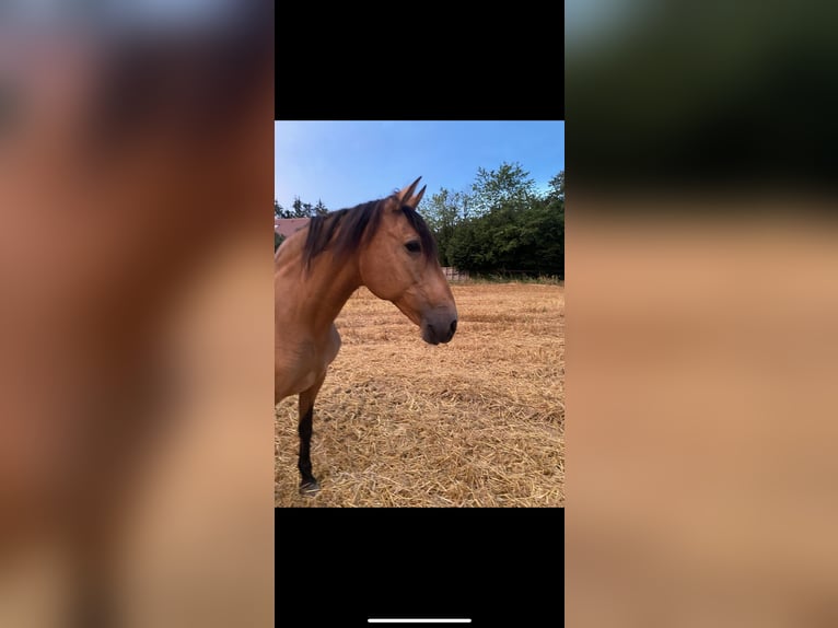 Andalusian Mare 13 years 14,2 hh Dun in Markt Indersdorf