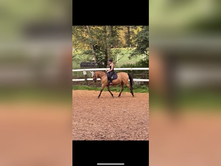 Andalusian Mare 13 years 14,2 hh Dun in Markt Indersdorf
