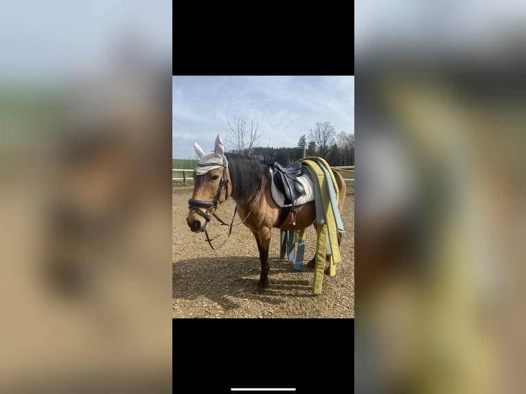 Andalusian Mare 13 years 14,2 hh Dun in Markt Indersdorf
