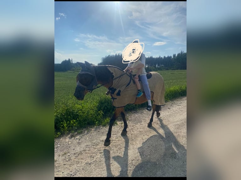 Andalusian Mare 13 years 14,2 hh Dun in Markt Indersdorf