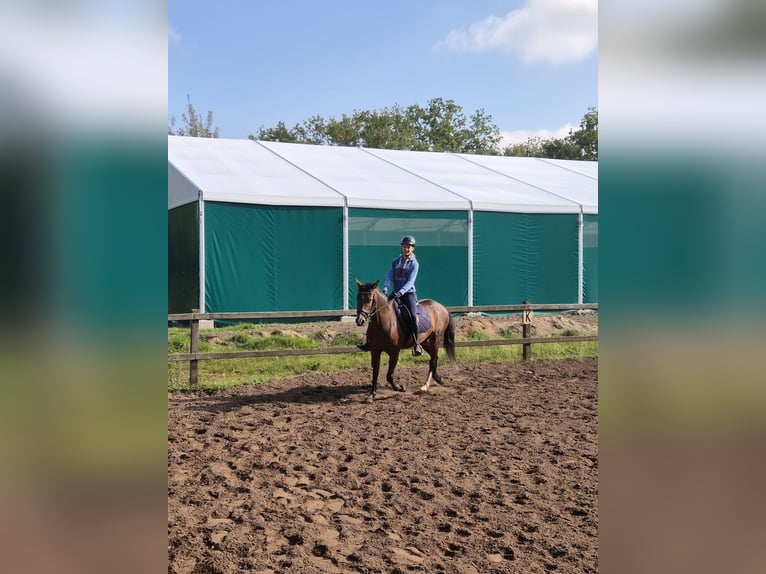 Andalusian Mare 13 years 15.1 hh Brown in Lingen