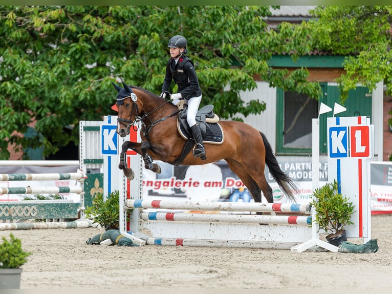 Andalusian Mare 13 years 15.1 hh Brown in Lingen