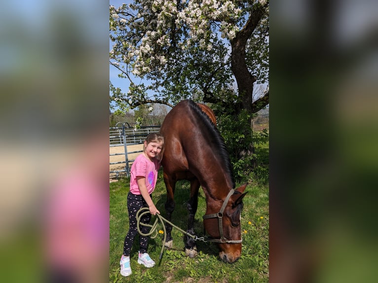 Andalusian Mix Mare 13 years 15,1 hh Brown-Light in Passau