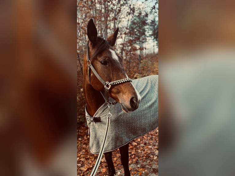 Andalusian Mix Mare 13 years 15,1 hh Brown-Light in Passau
