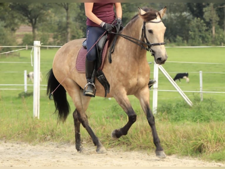 Andalusian Mix Mare 13 years 15,1 hh Buckskin in Schermbeck