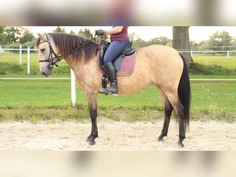 Andalusian Mix Mare 13 years 15,1 hh Buckskin in Schermbeck