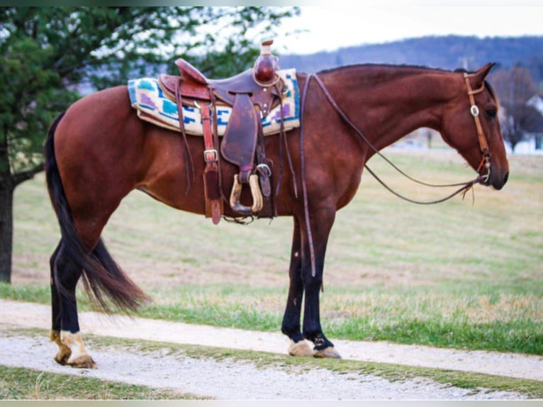 Andalusian Mare 13 years 15,2 hh Bay in Hardinsburg IN