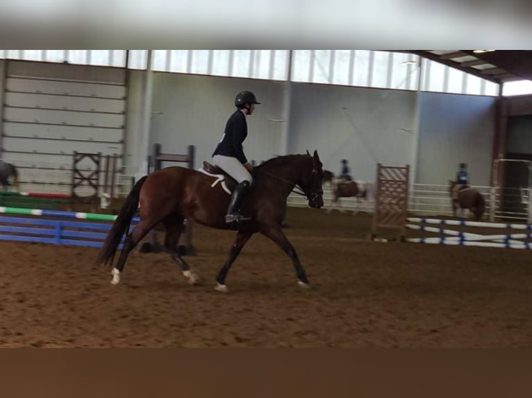 Andalusian Mare 13 years 15,2 hh Bay in Hardinsburg IN