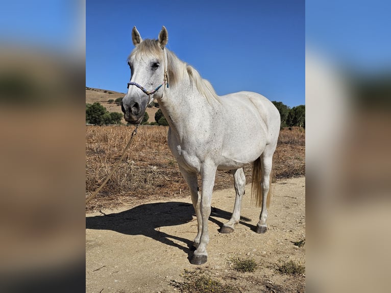 Andalusian Mare 13 years 15,2 hh Gray-Dapple in San Ambrosio