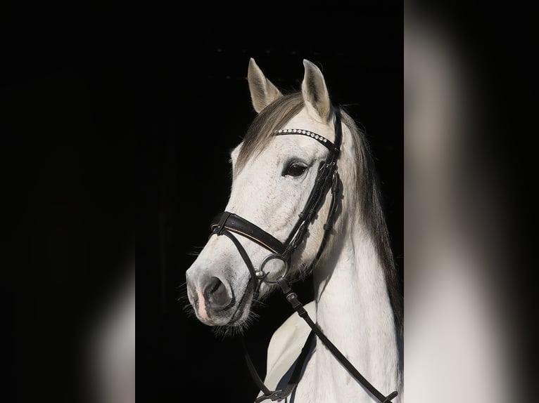 Andalusian Mare 13 years 15,2 hh Gray in Bötersen