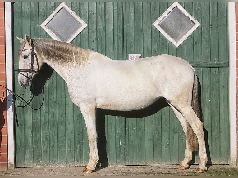 Andalusian Mare 13 years 15,2 hh Gray in Bötersen